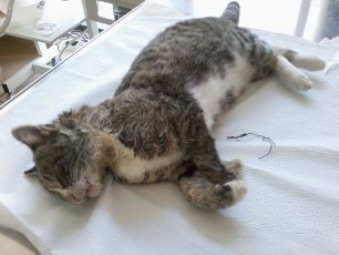 Βέροια: Έσωσαν γάτα από τη φόλα και βρήκαν το σύρμα χωμένο στον λαιμό της!